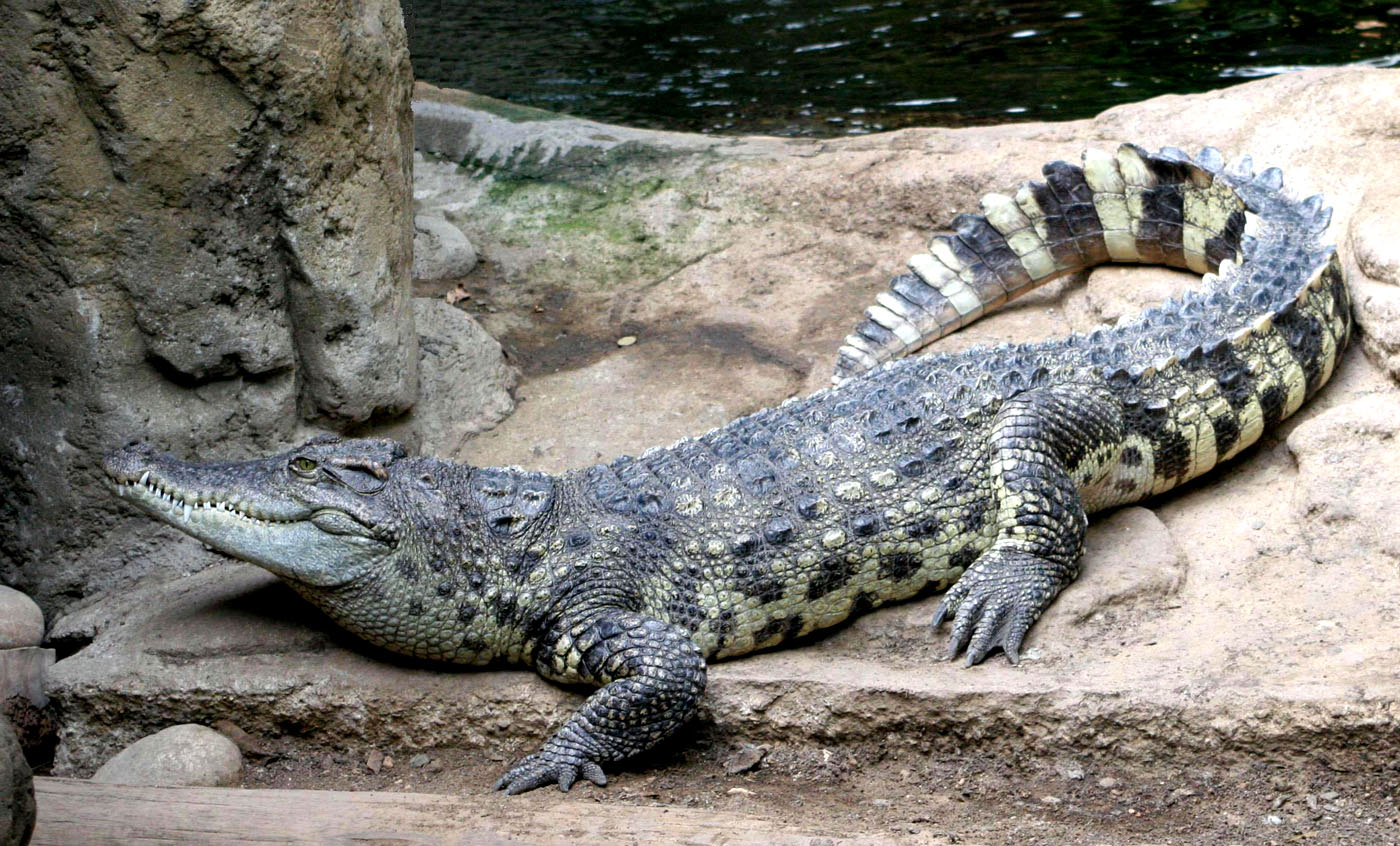 Reptiles Son Vertebrados Descubre Sus Fascinantes Caracter sticas 